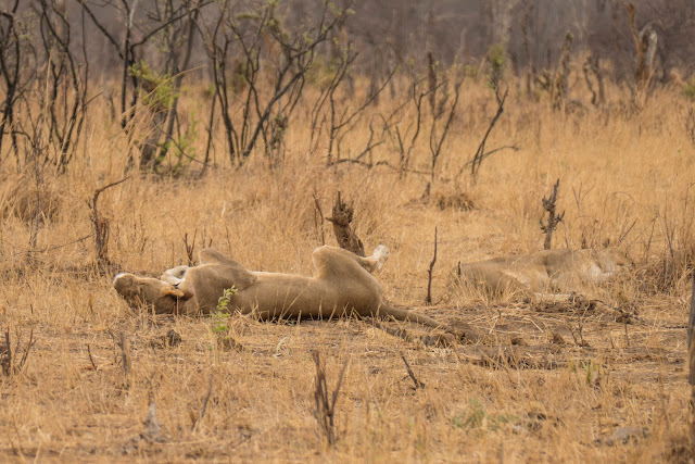 Botswana et Zimbabwe en octobre BotsZim_Oct2015_367