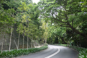 tree lined road in Hong Kong