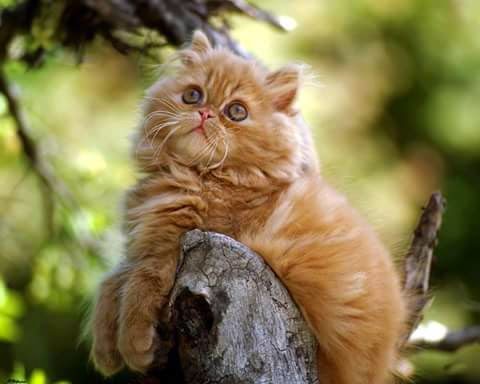 Cute Cat Pics For Share Sweet Cats Photos