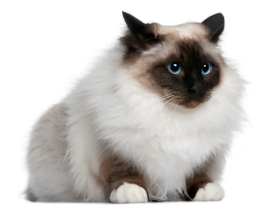 파일:attachment/버만/birman.png