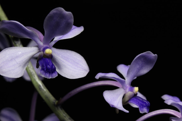 Vanda coerulescens IMG_5587