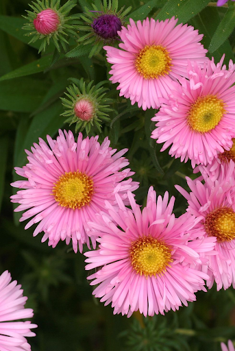 Is it true that flowers evoke feelings of love? | Melody Jacob