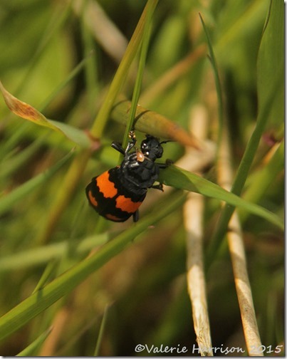 14-nicrophorus-vespiloides