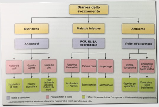 diarrea dello svezzamento nel cucciolo