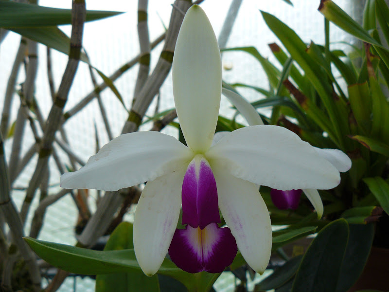 Cattleya violacea f. semi-alba P1050304