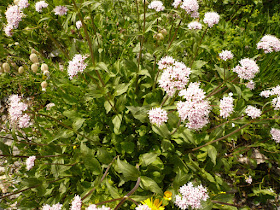 Valériane des montagnes, Valeriana montana, famille: Valérianacées. valeriane officinale, Valeriana officinalis 2.JPG