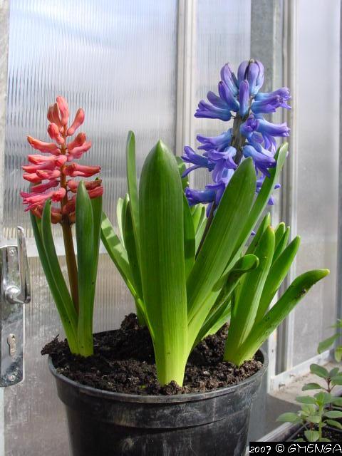 Hyacinthus ( Jacinthe )