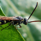 Feather-legged scoliid wasp