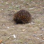 Echidna (108286)