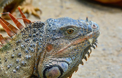 Iguana at Arch's Iguana Sanctuary