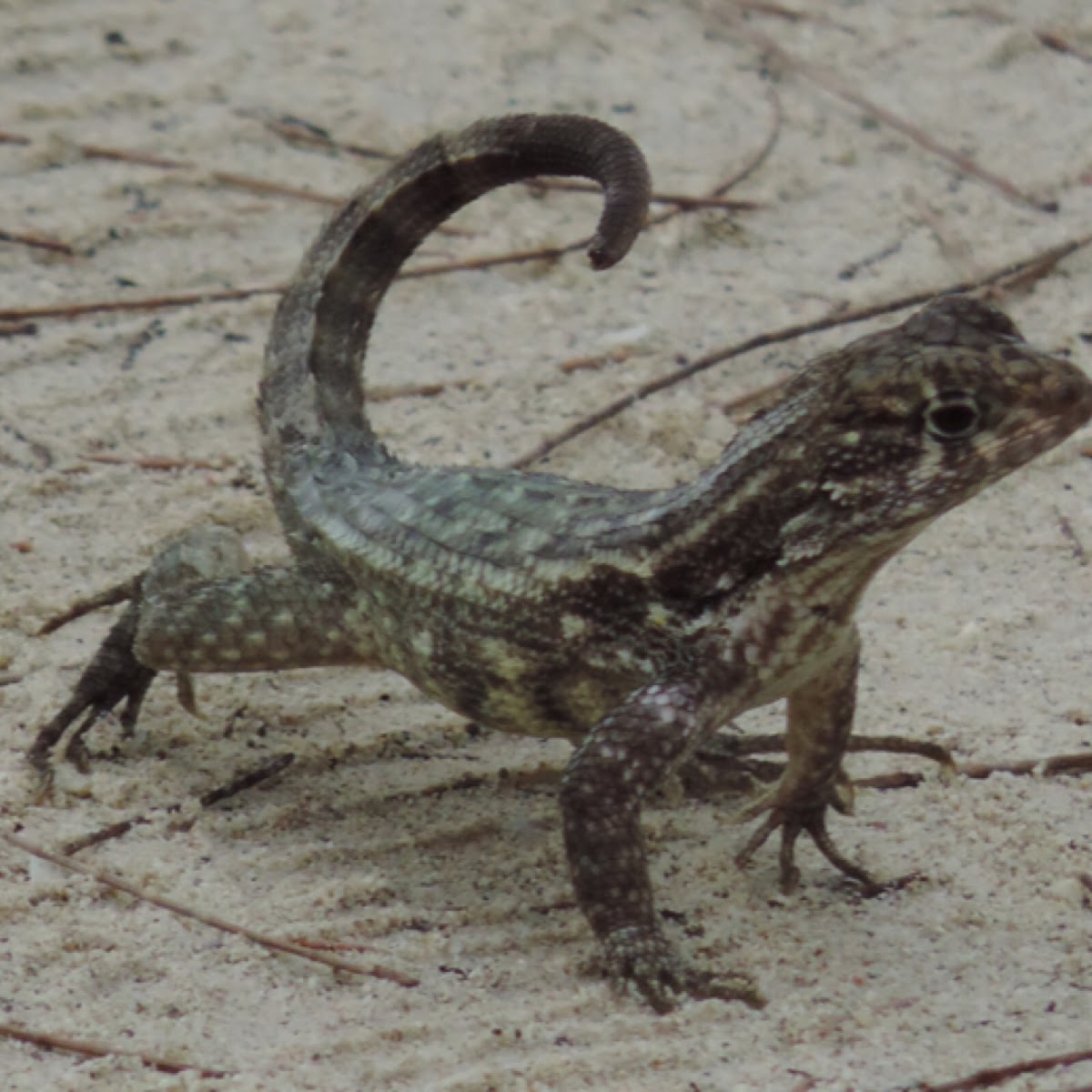 Curly-tailed Lizard, Lion Lizard