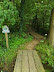 Footpath up through the wood at Ferry Cliff