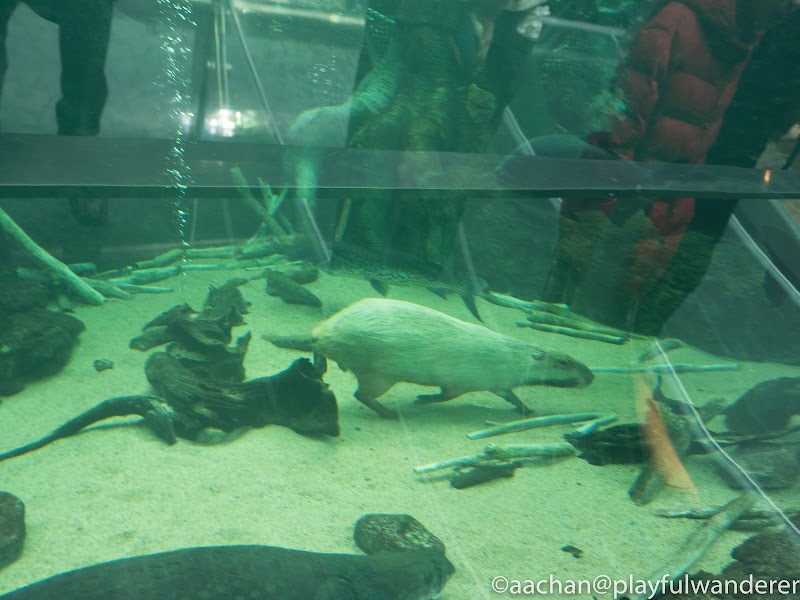 栃木県なかがわ水遊園 nakasui (12 - 33).jpg