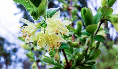 Honeyberry Blooms