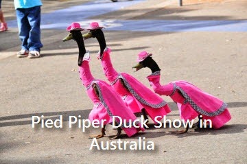 pied-piper-duck-show