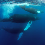 Humpback whales