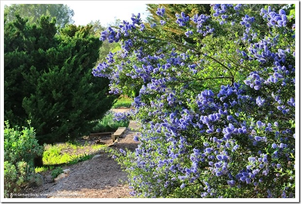 160321_SLOBG_0032_Ceanothus-impressus-nipomensis