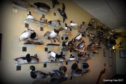 Duck Display