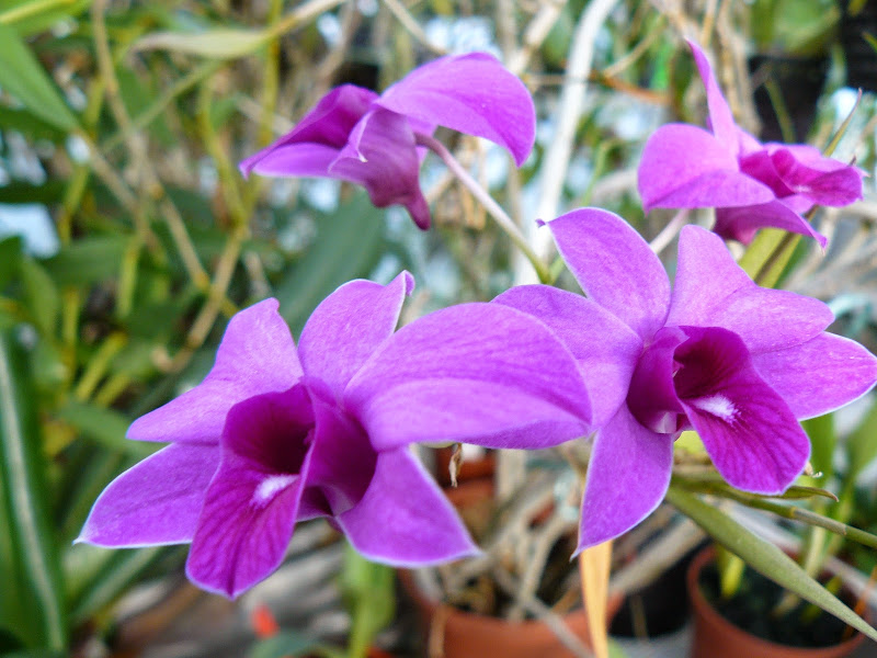 Dendrobium Orchidwood (D. bigibbum x D. phalaenopsis) P1040958