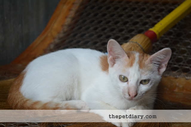 White Orange Kitten