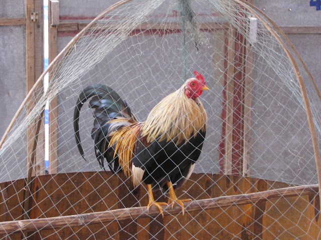 Вьетнам-онлайн, 2 недели, Ханой - Сайгон 13.04.15 - 27.04.15, одиночный трип