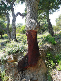 Chêne liège, Quercus suber, famille:Fagacées. Le Var, Juin 2015 chene liege 1.JPG