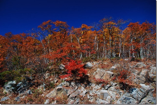 10-23-15 A Skyline Drive Shenandoah NP (182)