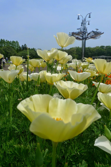 chofu jardin botanique jindaiji