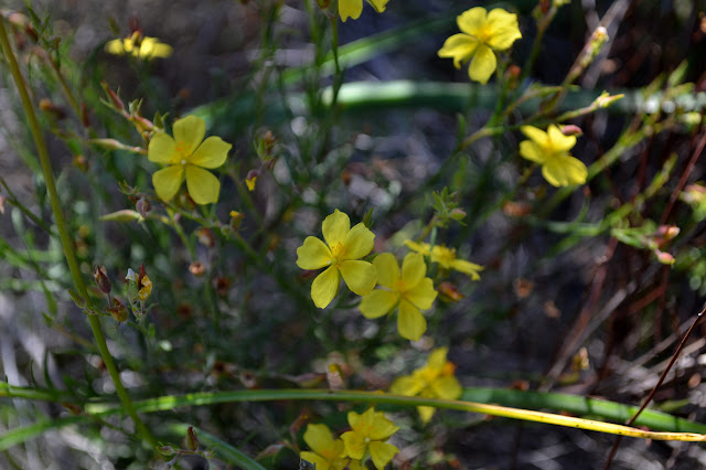 little yellow flowers