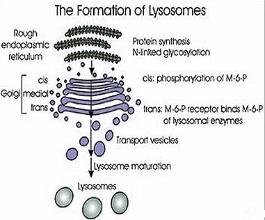 Lysosome-Formation1