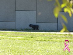 Medford Dog Park