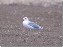 Yellow-legged Gull