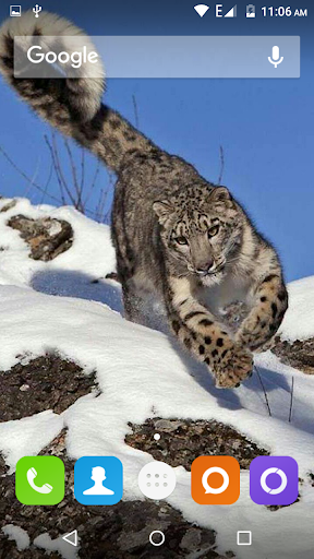 Snow Leopard Hd Wallpaper