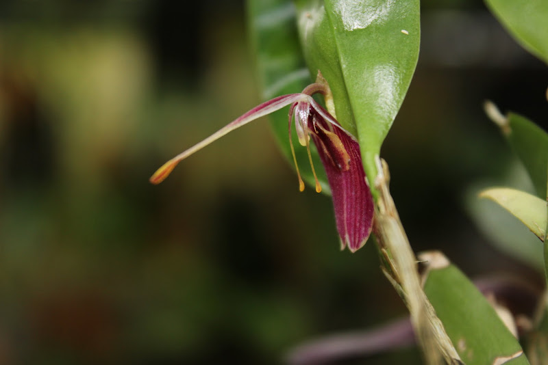 Restrepia limbata IMG_2443