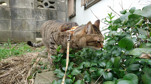 [写真]縄張りを監視して歩くグスタフ