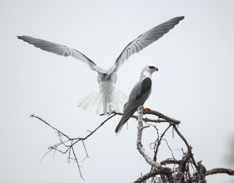 IMG_1901%252520White-tailed%252520Kites.JPG