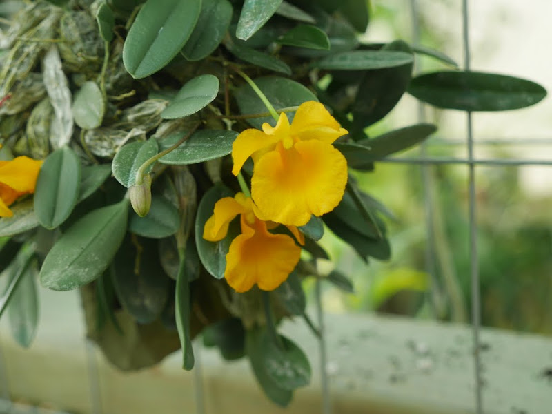 Dendrobium jenkinsii P1080947