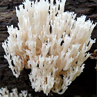 Crown-tipped coral fungus