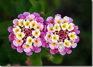 LANTANA ROXA