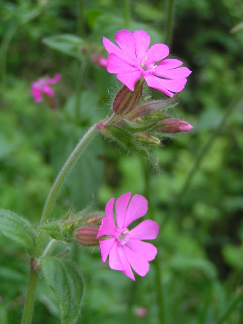 Red Campion (Silene dioica)