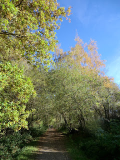 CIMG9286 Along the Forest Way