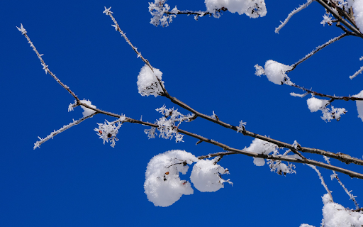 Snow sold on tree branches