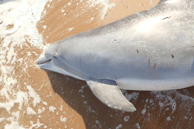 A pregnant bottlenose dolphin was found dead of a gunshot wound in Mississippi, in April 2018, the latest of numerous examples of violence against dolphins in the northern Gulf of Mexico. Photo: Institute for Marine Mammal Studies