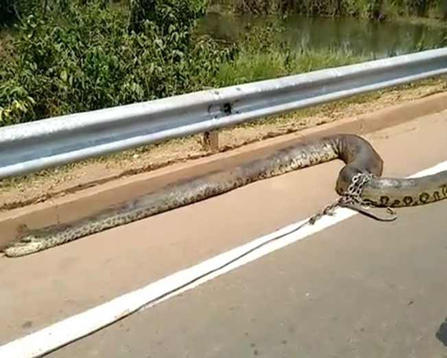 SUSTO: Moradores encontram cobra de sete metros na BR-163