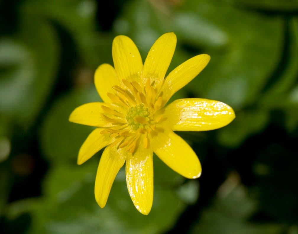 Marsh Marigolds blooming