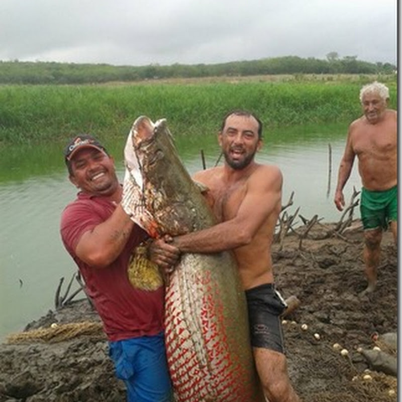 Peixe pirarucu gigante é pescado em Piquet Carneiro interior do Ceará