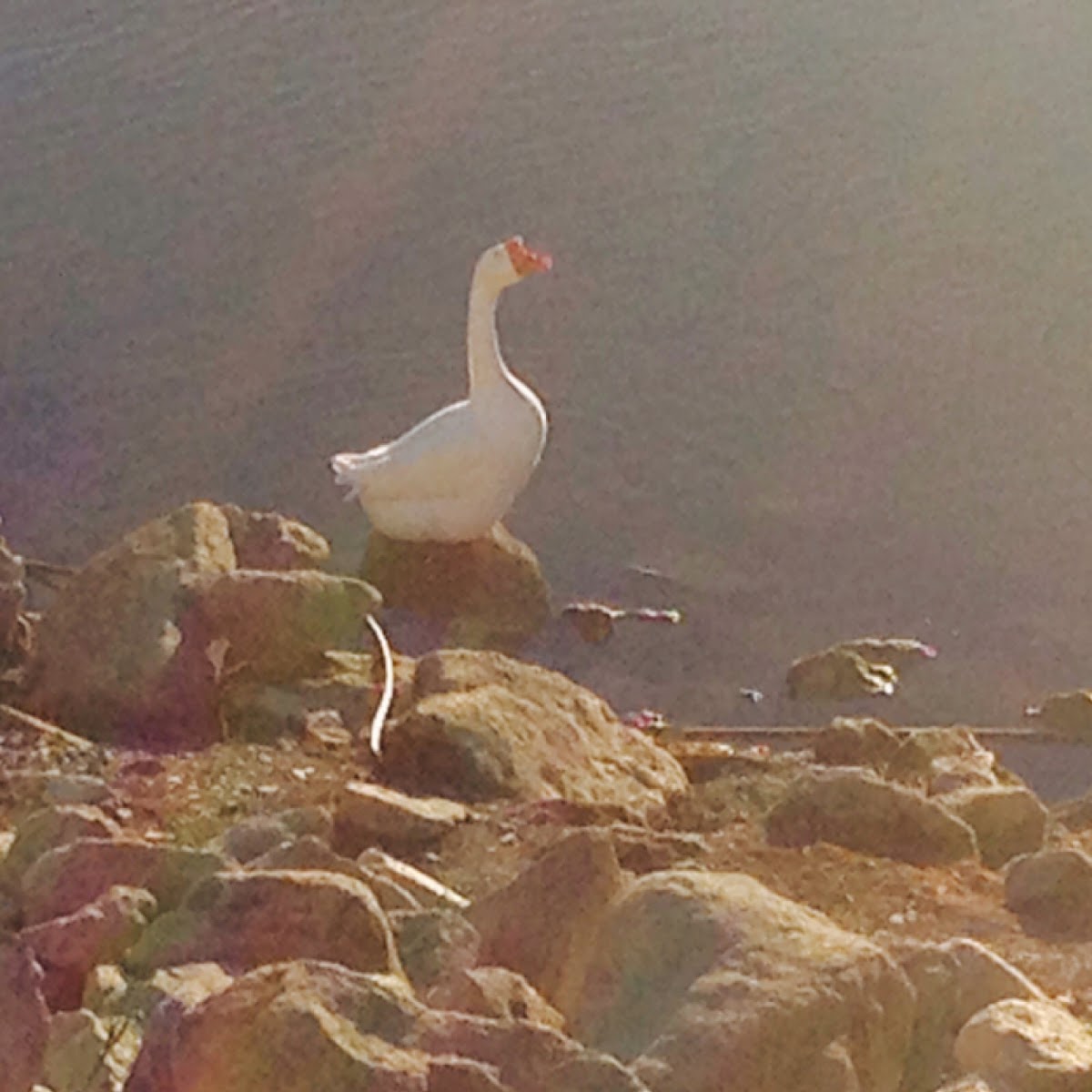 Chinese swan goose