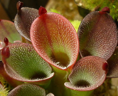 파일:external/www.carnivorousplants.org/H_pulchella_Akopan_RL.jpg