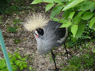 2016.05.24-029 grue couronnée