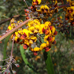 Flowers on St Helena spur (74688)